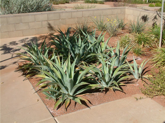 Agave weberi